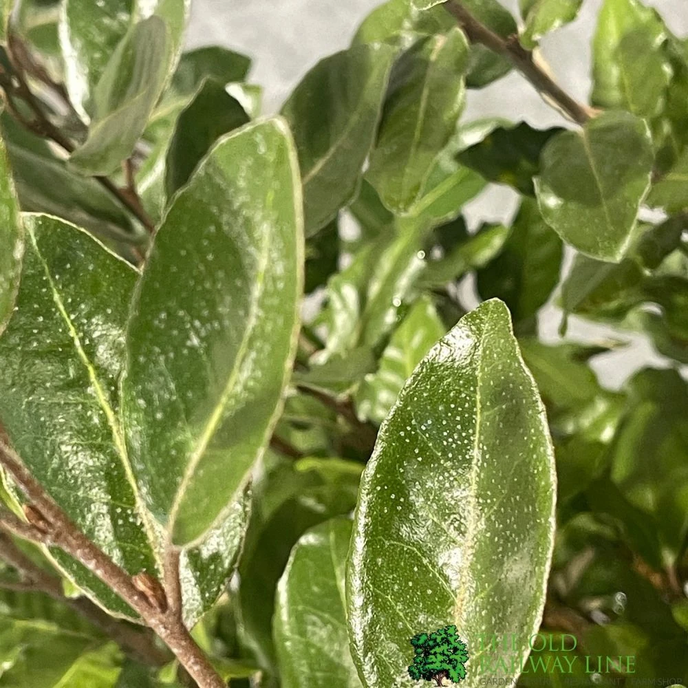 Elaeagnus X Ebbingei Oleaster Plant 80cm Tall (IT) 4 Elaeagnus X Ebbingei Oleaster Plant 80cm Tall (IT) - Image 2