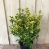 Euonymus Japonicus 'Aureus' 10Ltr Pot 2 Euonymus Japonicus 'Aureus' 10Ltr Pot -Hozelock Sales Store 5021768000489