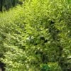 Ligustrum Ovalifolium 'Aureum' Privet 80cm Tall (IT) -Hozelock Sales Store 5021768007716