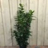 Prunus 'Novita' Common Laurel Plant 1m Tall (IT) 1 Prunus 'Novita' Common Laurel Plant 1m Tall (IT) -Hozelock Sales Store 5021768007914 d985e756 51a6 4c03 8244 f9d87a43e4e2