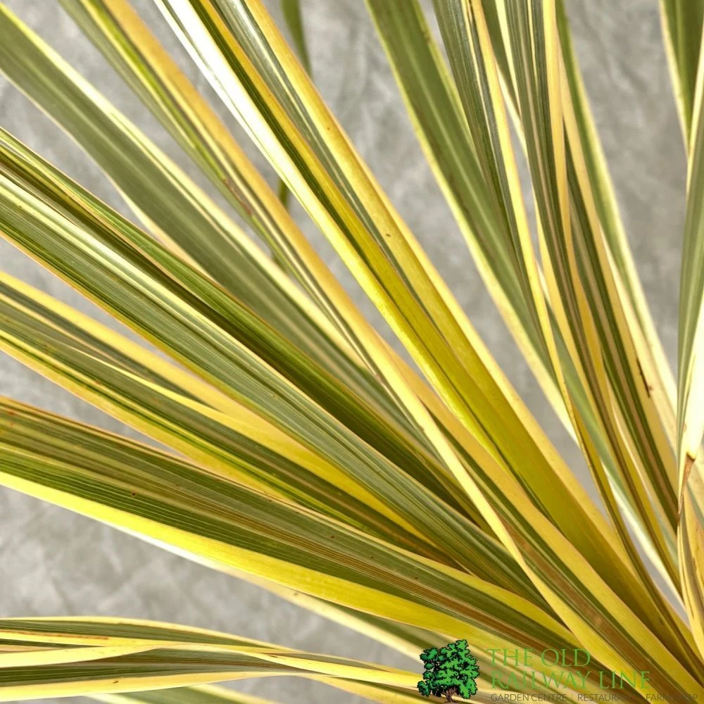Cordyline Australis 'Torbay Dazzler' 60cm Tall (IT) 4 Cordyline Australis 'Torbay Dazzler' 60cm Tall (IT) - Image 2