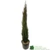 Cupressus Sempervirens 'Totem' Conifer 1m Tall (IT) -Hozelock Sales Store 5021768016893 b860b574 785c 4e25 adde c4dec02615ca