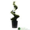 Ilex Crenata Spiral Topiary Plant 100cm Tall 12 Ltr Pot -Hozelock Sales Store 5021768025673 7bd3a5e8 335a 4311 8df1 7882edb16de0