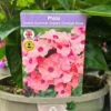 Phlox 'Sweet Summer Dream Orange Rose' 3Ltr Pot -Hozelock Sales Store 5021768048603