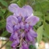 Wisteria Sinensis Climber 1.8m Tall (IT) -Hozelock Sales Store 5021768050873