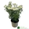 Achillea 'New Vintage White' 3Ltr Pot -Hozelock Sales Store 5021768059982