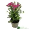 Achillea 'New Vintage Violet' 3Ltr Pot -Hozelock Sales Store 5021768068984