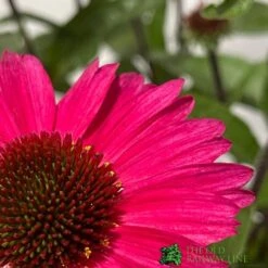 Echinacea 'Sensation Pink' Plant 2 Ltr Pot 6 Echinacea 'Sensation Pink' Plant 2 Ltr Pot -Hozelock Sales Store 5021768069202 2