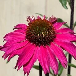 Echinacea 'Sensation Pink' Plant 2 Ltr Pot 7 Echinacea 'Sensation Pink' Plant 2 Ltr Pot -Hozelock Sales Store 5021768069202 3
