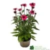Echinacea 'Sensation Pink' Plant 2 Ltr Pot -Hozelock Sales Store 5021768069202 9c267101 cf06 4299 acb6 0db8f65e2aec