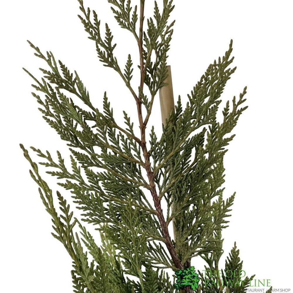 Cupressus Leylandii Conifer Hedging Plant 1.25m Tall (IT) 4 Cupressus Leylandii Conifer Hedging Plant 1.25m Tall (IT) - Image 2