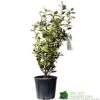 Elaeagnus X Submacrophylla 'Viveleg' Oleaster Plant 50cm Tall (IT) 1 Elaeagnus X Submacrophylla 'Viveleg' Oleaster Plant 50cm Tall (IT) -Hozelock Sales Store 5021768076903