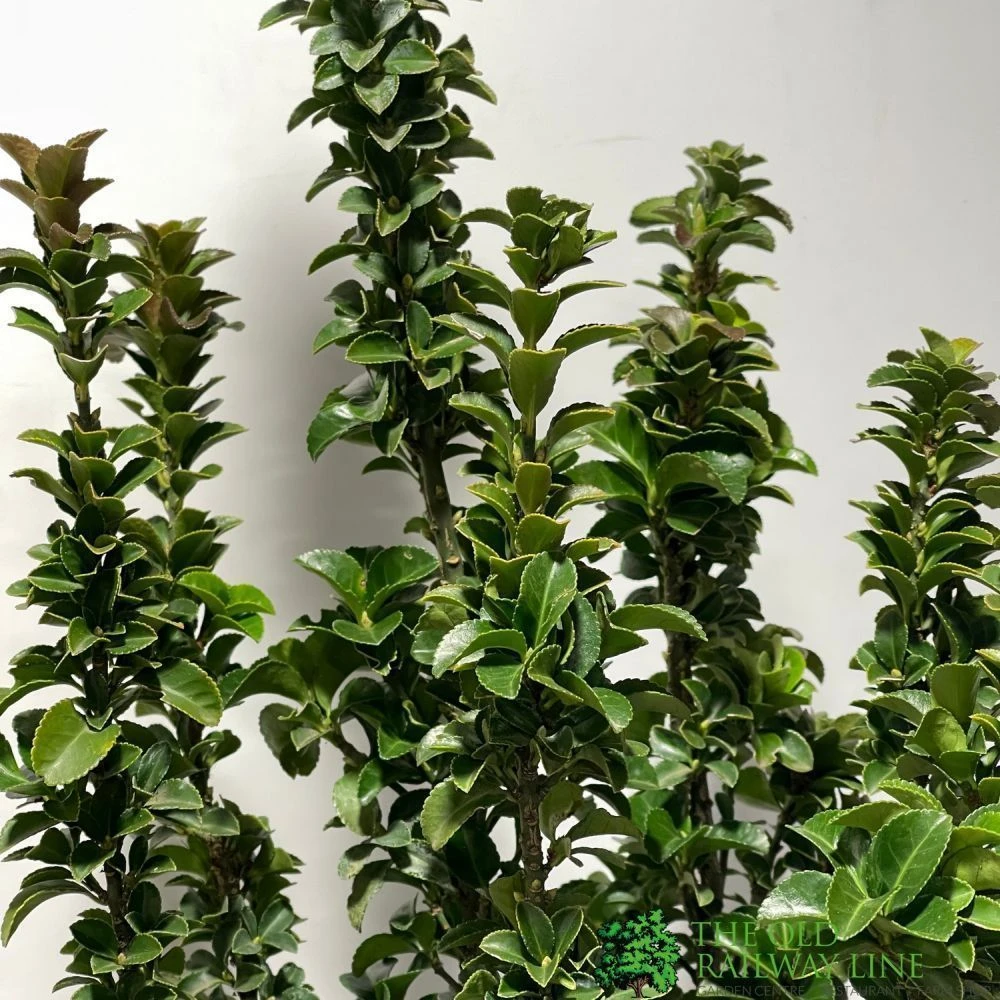 Euonymus Japonicus 'Benkomasaki' 40cm Tall (IT) 4 Euonymus Japonicus 'Benkomasaki' 40cm Tall (IT) - Image 2