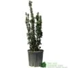 Euonymus Japonicus 'Benkomasaki' 40cm Tall (IT) -Hozelock Sales Store 5021768087787 6f18793a 5e1c 48d9 9380 1f6614cb3354