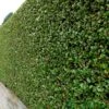 Ligustrum Ovalifolium Privet 80cm Tall (IT) -Hozelock Sales Store 5021768092262