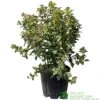 Viburnum Tinus 'Eve Price' Laurustinus Plant 60cm Tall (IT) 2 Viburnum Tinus 'Eve Price' Laurustinus Plant 60cm Tall (IT) -Hozelock Sales Store 5021768096277