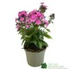 Phlox 'Sweet Summer Rose' 3Ltr Pot -Hozelock Sales Store 5021768099681