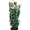 Jasminum Officinale 'Clotted Cream' Jasmine Climber On Trellis 20 Ltr Pot 1 Jasminum Officinale 'Clotted Cream' Jasmine Climber On Trellis 20 Ltr Pot -Hozelock Sales Store 5021768099698 b819f48d 901c 45ea b5cc 9495cba2dfed