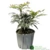 Mahonia 'Narihira' Plant 30cm Tall (IT) -Hozelock Sales Store 5021768102206 2a35b1b3 029e 4c5f a7a8 5c93775bfc98