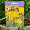 Kniphofia 'Banana Popsicle' 3Ltr Pot -Hozelock Sales Store 5021768102695