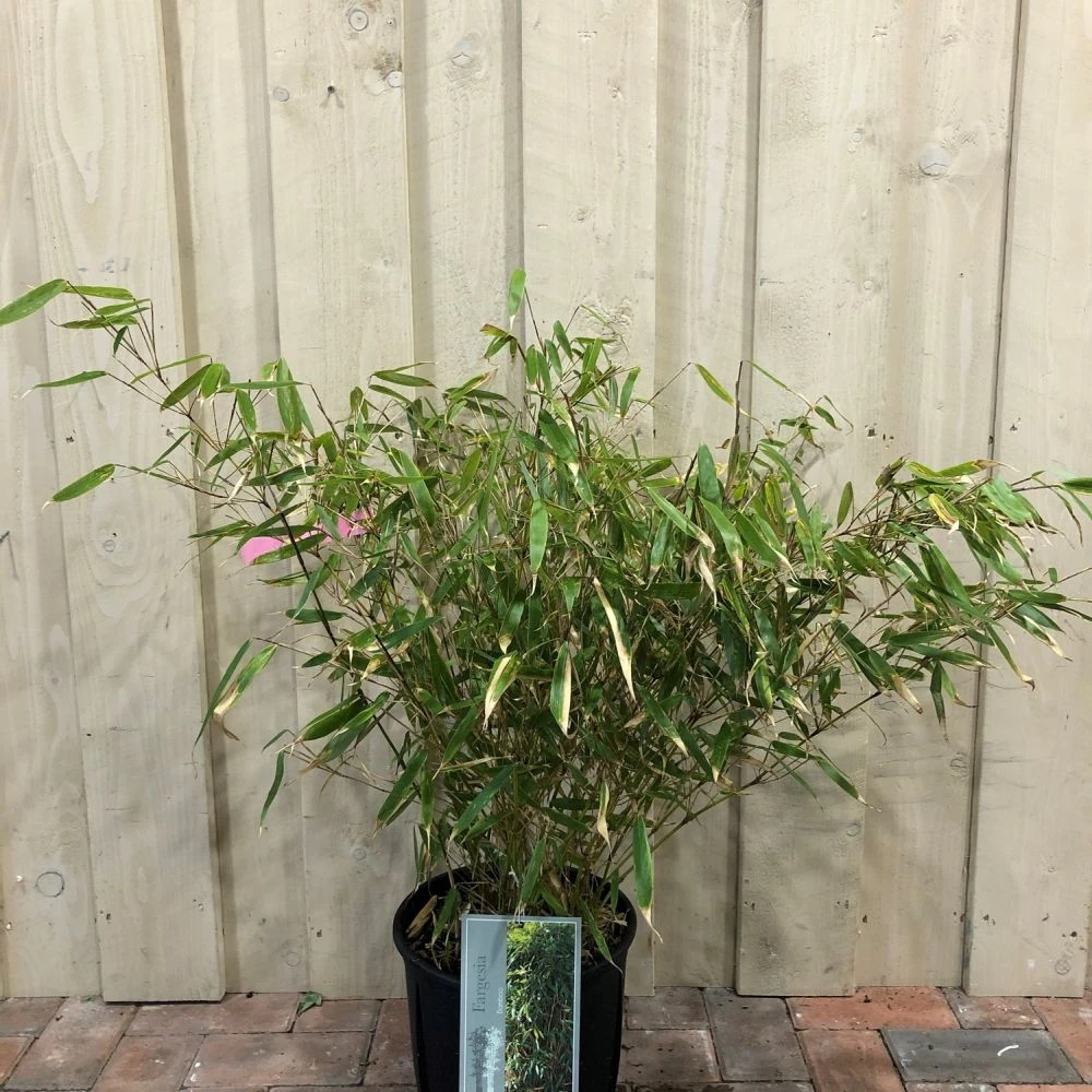 Fargesia Robusta 'Pingwu' Bamboo Plant 9 Ltr 3 Fargesia Robusta 'Pingwu' Bamboo Plant 9 Ltr