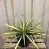 Yucca Filamentosa 'Colour Guard' Plant 3Ltr Pot -Hozelock Sales Store 5021768122853 5cec7533 d6ba 4957 8be1 0be63cec591f