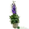 Delphinium Delgenius 'Breezin' 3Ltr Pot 1 Delphinium Delgenius 'Breezin' 3Ltr Pot -Hozelock Sales Store 5021768141939