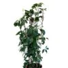 Parthenocissus Quinquefolia Virginia Creeper Climber 20 Ltr Pot 2 Parthenocissus Quinquefolia Virginia Creeper Climber 20 Ltr Pot -Hozelock Sales Store 5021768147269 16b9ba73 7f45 45ed 8b5b be8ee02b632c