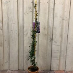 Trachelospermum Asiaticum 'Pink Showers' Climber 1m Tall (IT)