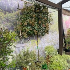 Photinia X Fraseri 'Red Robin' Pleached Form 2m Tall -Hozelock Sales Store 5021768148341 3