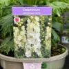 Delphinium 'Delgenius Neva' 3Ltr Pot -Hozelock Sales Store 5021768164310