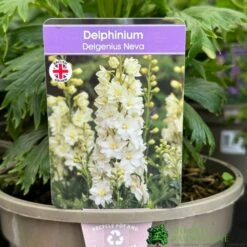 Delphinium 'Delgenius Neva' 3Ltr Pot