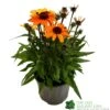 Echinacea 'Sunseekers Clementine' 3Ltr Pot -Hozelock Sales Store 5021768164761
