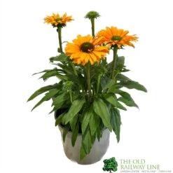 Echinacea 'Sunseekers Mineola' 3Ltr Pot