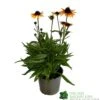Echnacea 'Parrot' 3Ltr Pot 1 Echnacea 'Parrot' 3Ltr Pot -Hozelock Sales Store 5021768183823