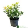 Pieris 'Flaming Silver' 2Ltr Pot (NL) 2 Pieris 'Flaming Silver' 2Ltr Pot (NL) -Hozelock Sales Store 5023242090252