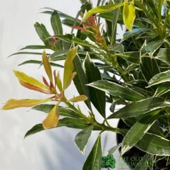Pieris 'Flaming Silver' 2Ltr Pot (NL) -Hozelock Sales Store 5023242090252 2