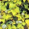 Physocarpus Opulifolius 'Angel Gold' Ninebark Plant 3Ltr Pot -Hozelock Sales Store 5023242188591 2