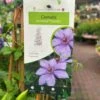 Clematis 'Bernadine' Climber 3Ltr Pot 2 Clematis 'Bernadine' Climber 3Ltr Pot -Hozelock Sales Store 5025338000046