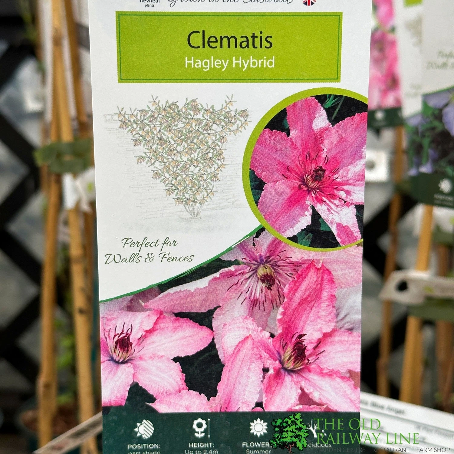 Clematis 'Hagley Hybrid' Climber 2Ltr Pot 3 Clematis 'Hagley Hybrid' Climber 2Ltr Pot