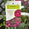 Clematis Viticella 'Royal Velours' Climber 3Ltr Pot -Hozelock Sales Store 5025338001623