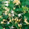 Lonicera Japonica 'Halliana' Honeysuckle Climbing Plant 3Ltr Pot -Hozelock Sales Store 5025338002194