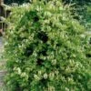 Honeysuckle 'Halls Prolific' Lonicera Japonica Climber 3Ltr Pot -Hozelock Sales Store 5025338002200