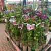 Clematis 'Summer Hybrids' Mixed Variety 2Ltr Pot -Hozelock Sales Store 5025338003023