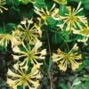 Honeysuckle 'Graham Thomas' Lonicera Japonica Climber 3Ltr Pot -Hozelock Sales Store 5025338003153