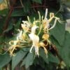Lonicera Similis Var. Delavayi Honeysuckle 3 Ltr Pot -Hozelock Sales Store 5025338004556