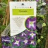 Clematis 'Little Bas' Climber 3Ltr Pot 1 Clematis 'Little Bas' Climber 3Ltr Pot -Hozelock Sales Store 5025338005324