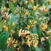 Lonicera Japonica 'Copper Beauty' 3Ltr Pot -Hozelock Sales Store 5025338005850