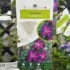 Clematis 'Night Veil' Climber 3Ltr Pot -Hozelock Sales Store 5025338009056