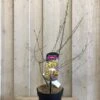 Chimonanthus Praecox 'Wintersweet' Plant 3Ltr Pot (NL) -Hozelock Sales Store 5026429421832